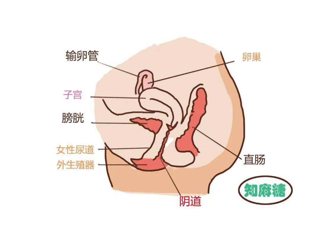 是排卵期…阴道并不是生殖器的全部生殖器还包括