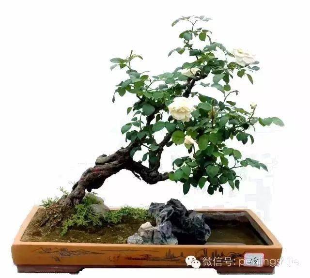 今天,种一盆花,送给心爱的人_王小军