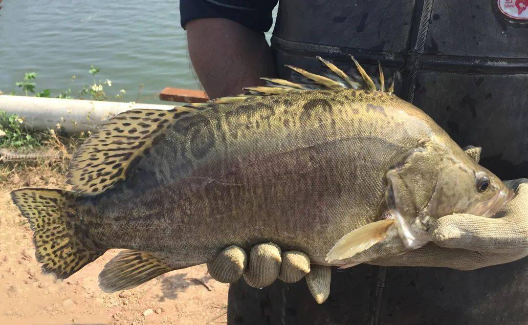 科技公开课丨国家推广的11个水产新品种中,有3个出自广州科学家之手!