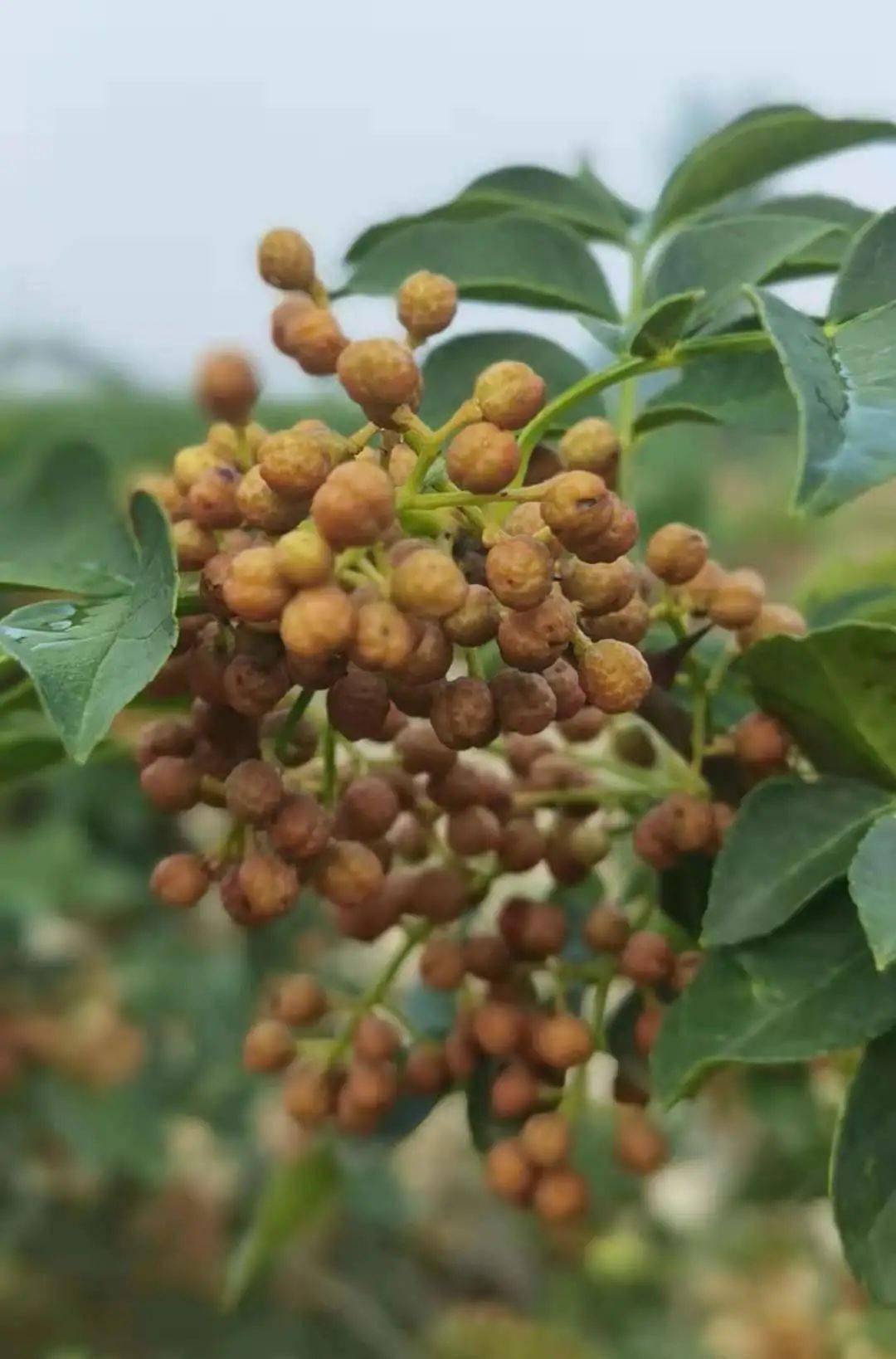 果实一旦迸发那些酸了,甜了,麻了,辣了便一发不可收拾@玉米花花儿千张