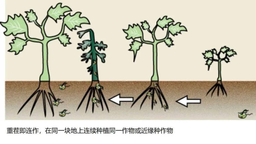 成语花什么木接_成语故事简笔画(4)