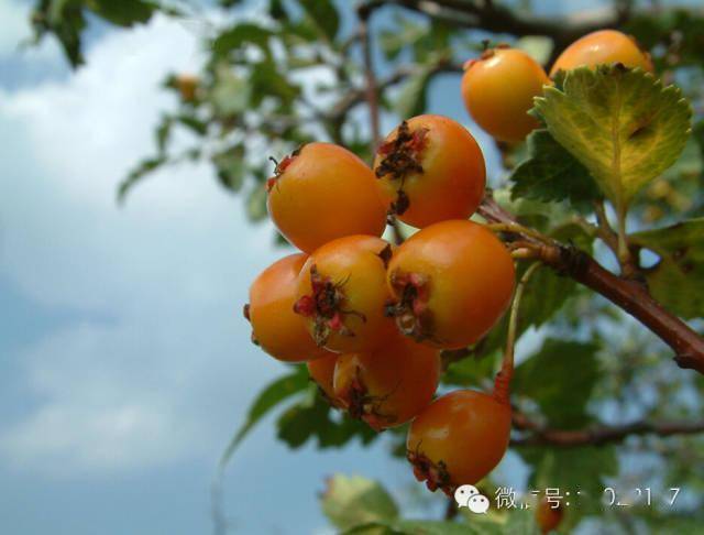 图里河都柿面果酸木浆
