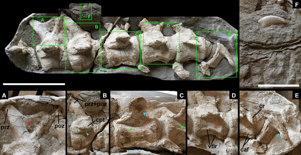 化石|新疆哈密翼龙动物群首次发现大型恐龙化石
