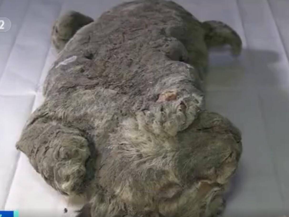 距今已有|冰冻2.8万年幼狮仍栩栩如生，万年前的小狮子原来长这样
