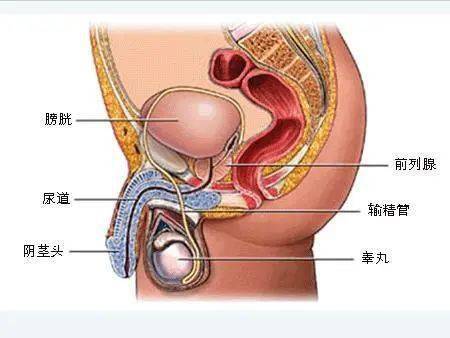 经常尿道感染怎么办