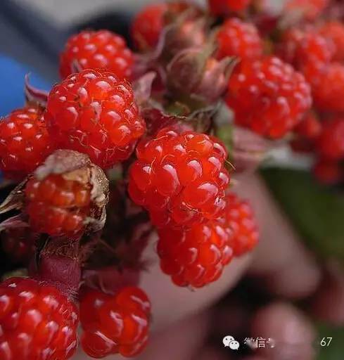 图里河都柿面果酸木浆