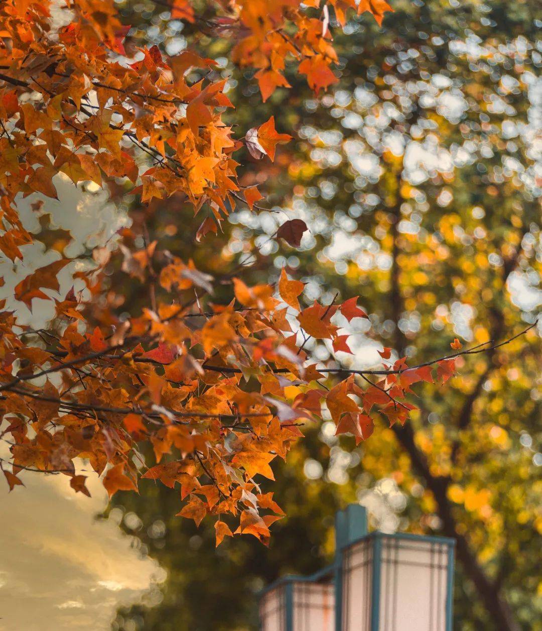 夜·深读 | 梧桐是秋的信使,凝聚着对于时序的感情