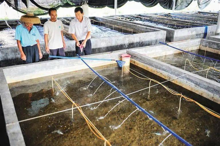 海水养殖新品种方斑东风螺如何做到高产养殖