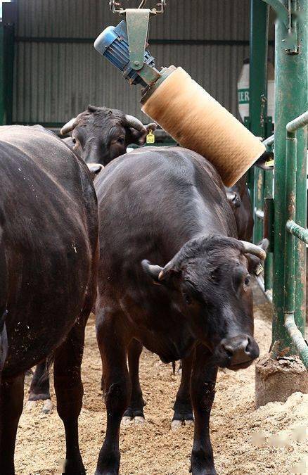 在雪龙黑牛的牛棚里也都挂着啤酒桶,让