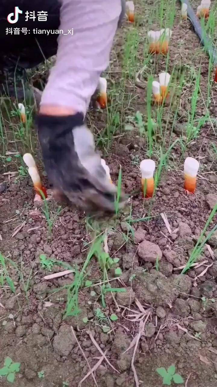 千年灵芝灵芝第一次见到灵芝小时候样子