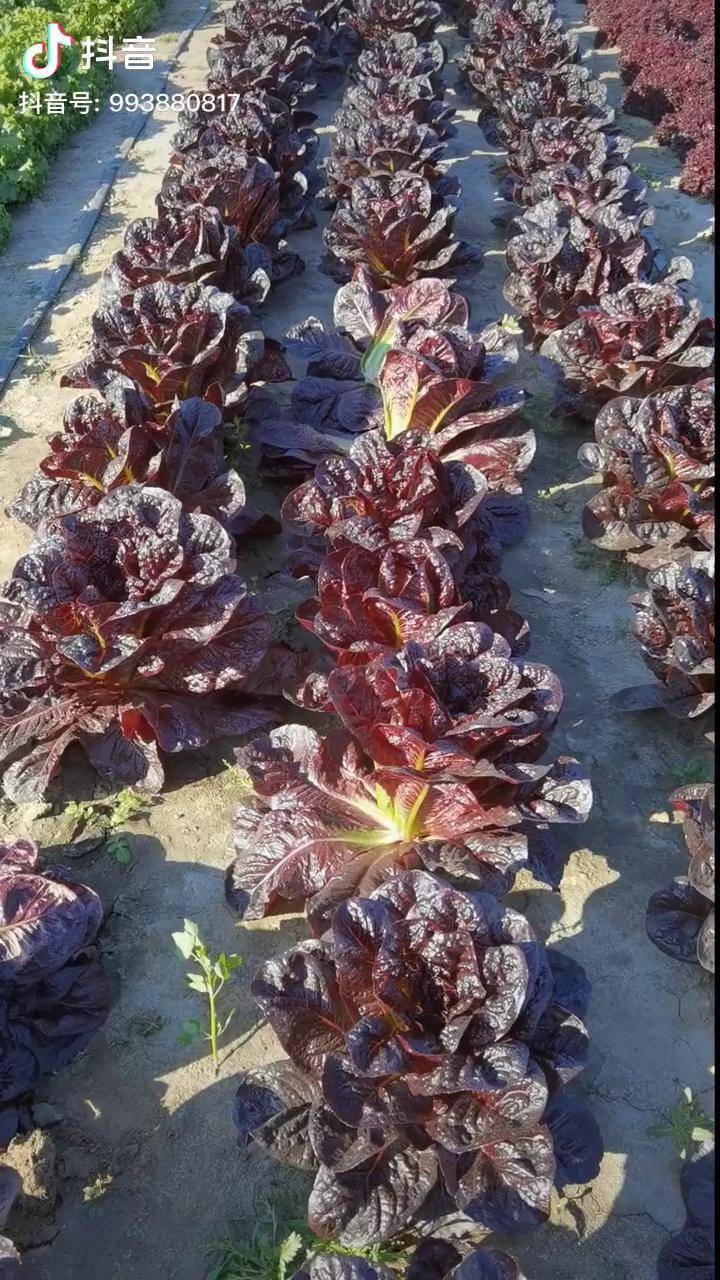 新农人计划2021好看好吃的紫罗马生菜