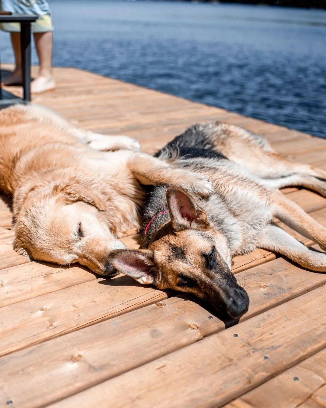 金毛和德牧的悠闲生活,看了好想加入它们!
