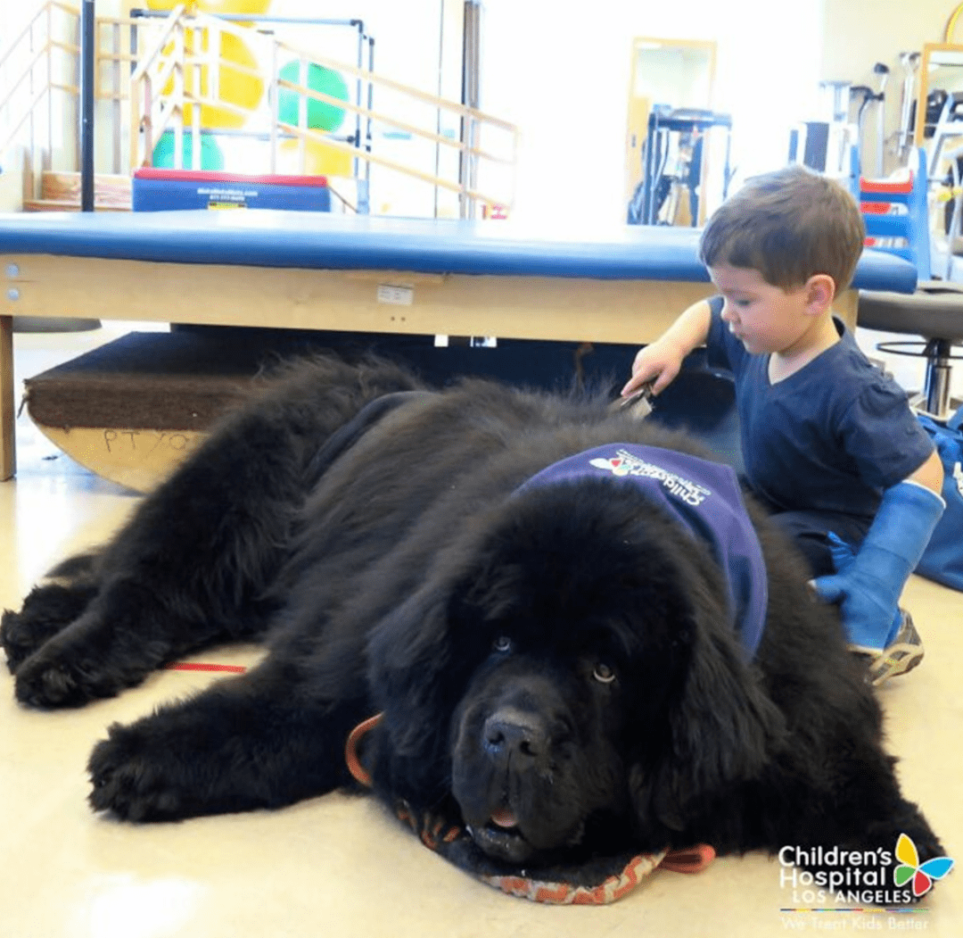 外网主人分享了一波家里的超级巨狗网友惊呆野兽都不敢长这么大