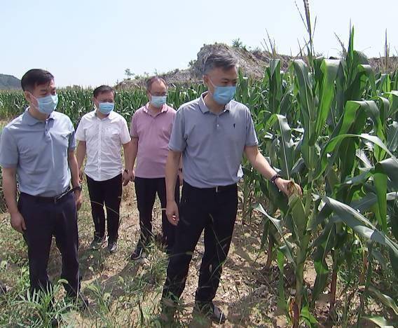 在许家台镇田家峪示范小城镇复垦地块,区领导实地查看土地复垦情况.