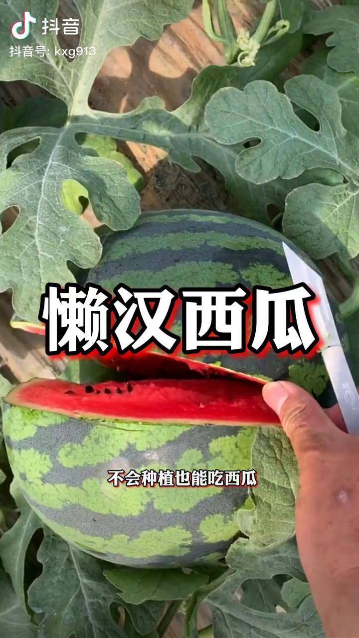 不會種植也能吃到大西瓜懶漢西瓜適合春季播種農業種植西瓜