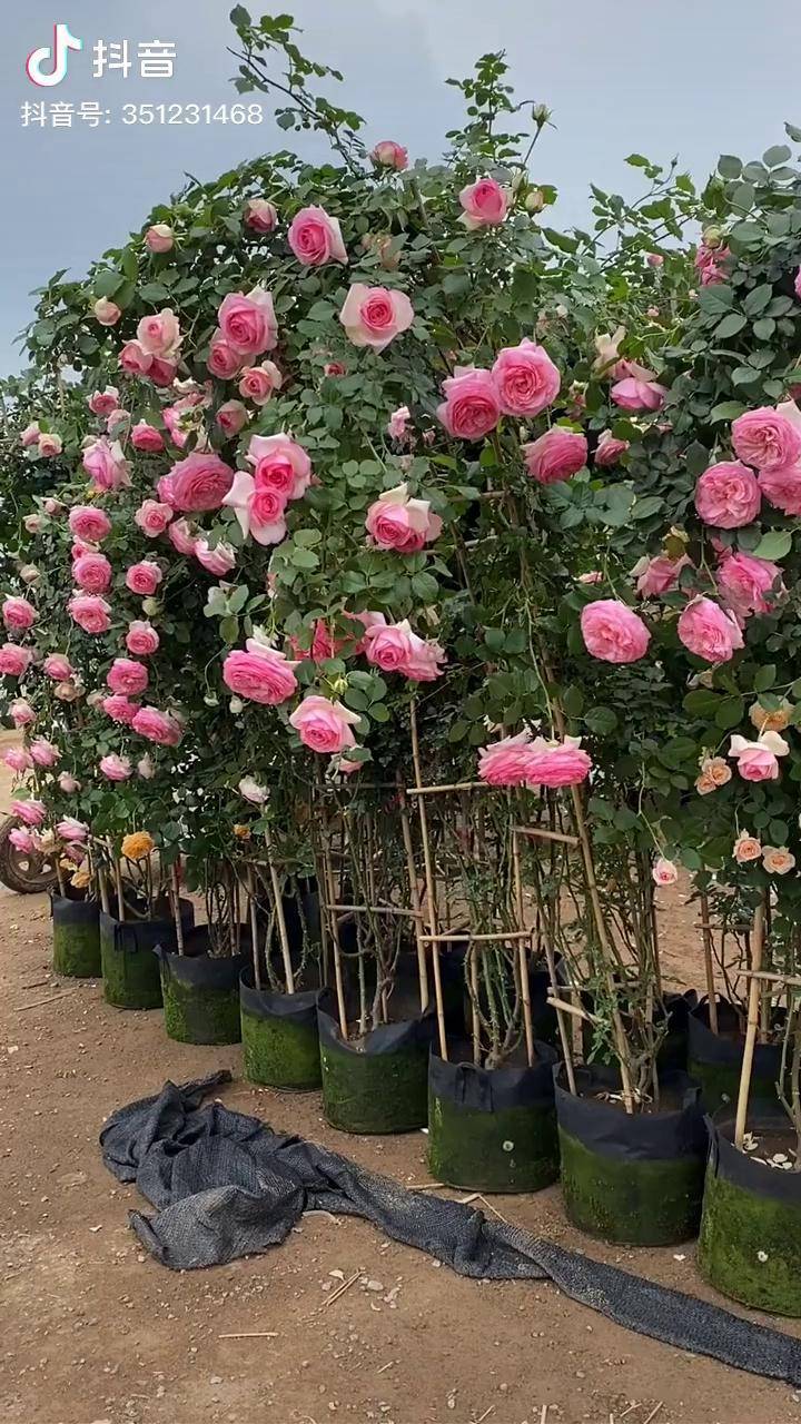 花量多的累弯了腰爬藤粉色龙沙宝石藤本月季