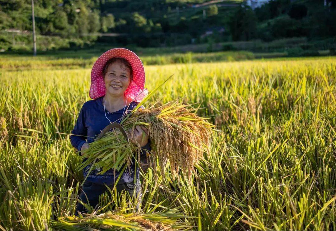 豐收的喜悅 梁紹林/攝農家小院裡豐收的腳步依然忙碌不停在扶歡鍘小