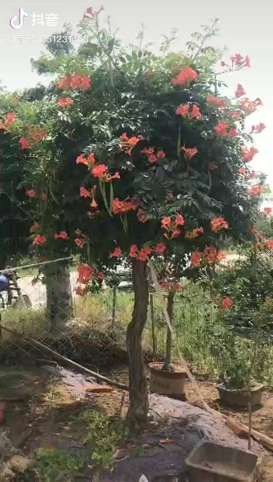 特大凌霄花老桩常年开花花期7到10月份特好养活也有其他小苗