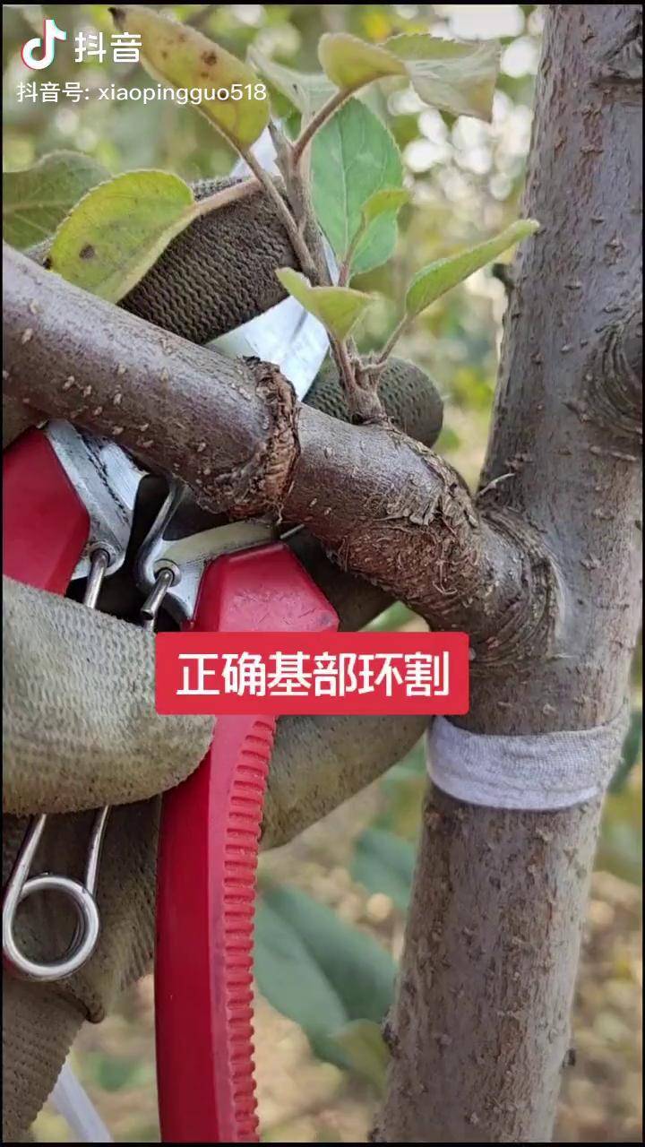 果树种植果树管理果树环割果树种植技术交流果树嫁接果树修剪农业新