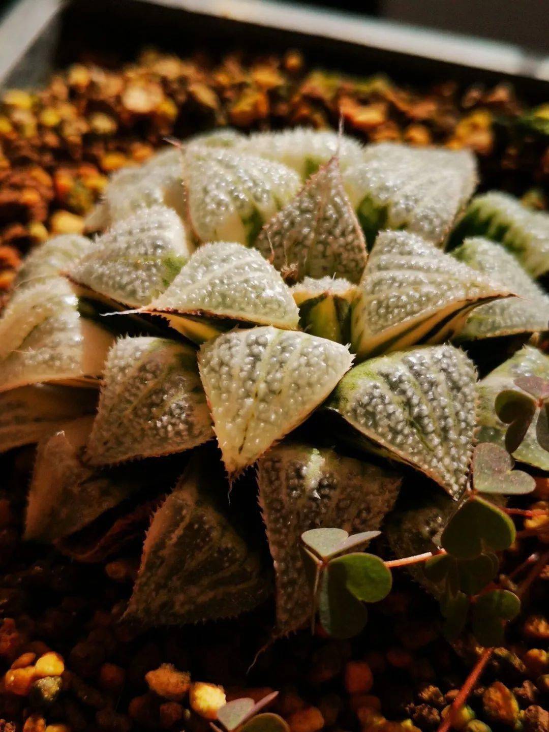 多肉谈种瓦苇十二卷啊