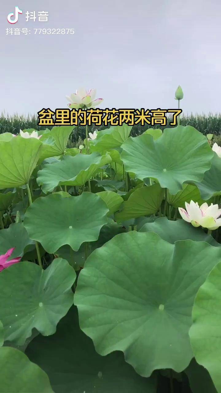 种在盆里的大型荷花一天四海荷花