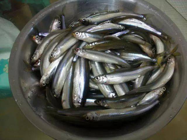 北方钓友的福利这条鱼能散发出一种黄瓜香天气越冷越活跃