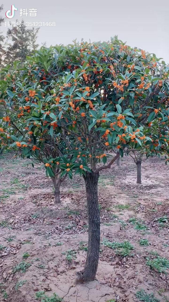 精品桂花树丹桂适合庭院别墅农家小院种植栽上一棵满院飘香