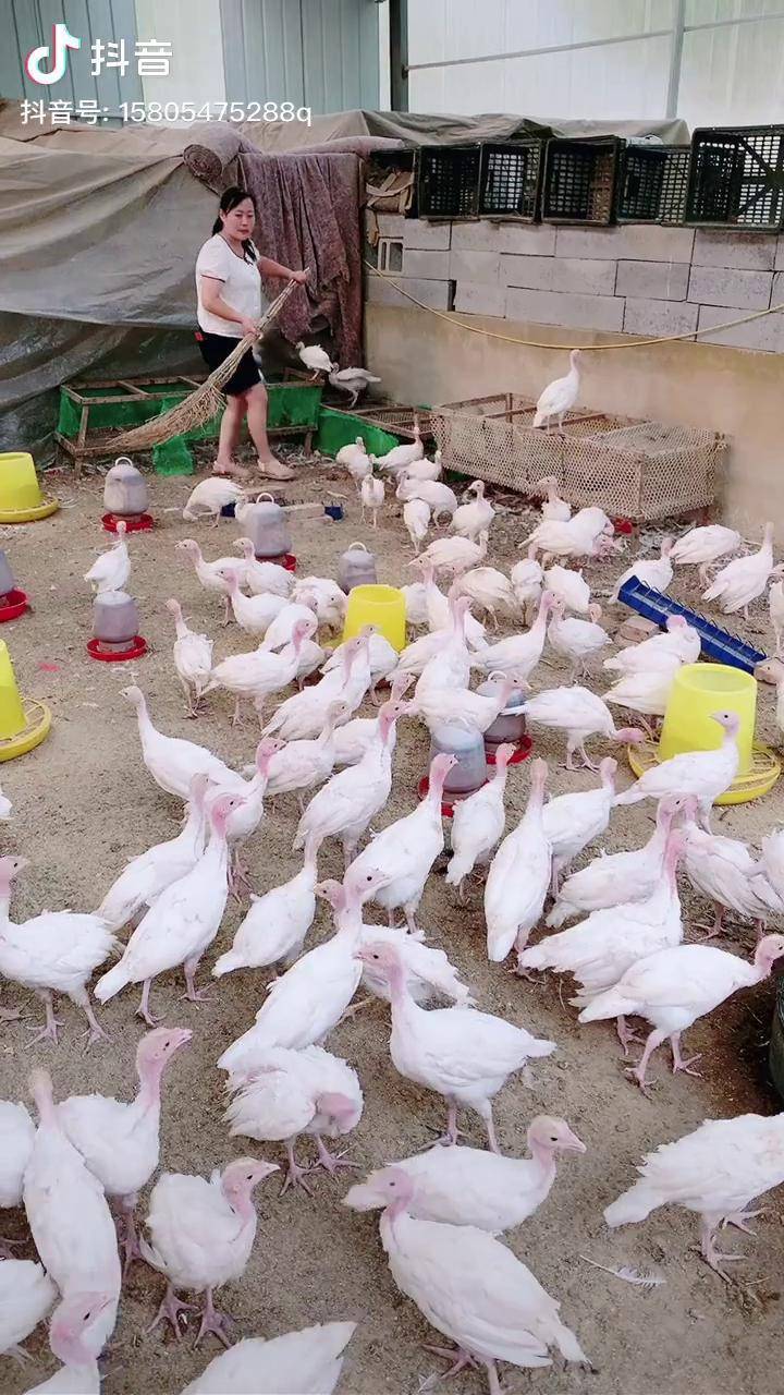 尼古拉火鸡火鸡苗青铜火鸡