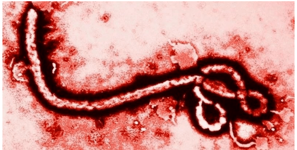 马拉巴病毒图片