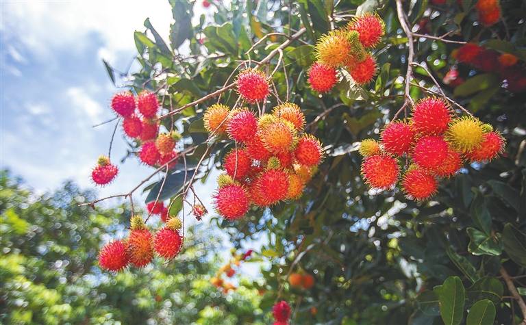 海南加深“果旅”融合 打造芒果、红毛丹等水果主题节庆活动