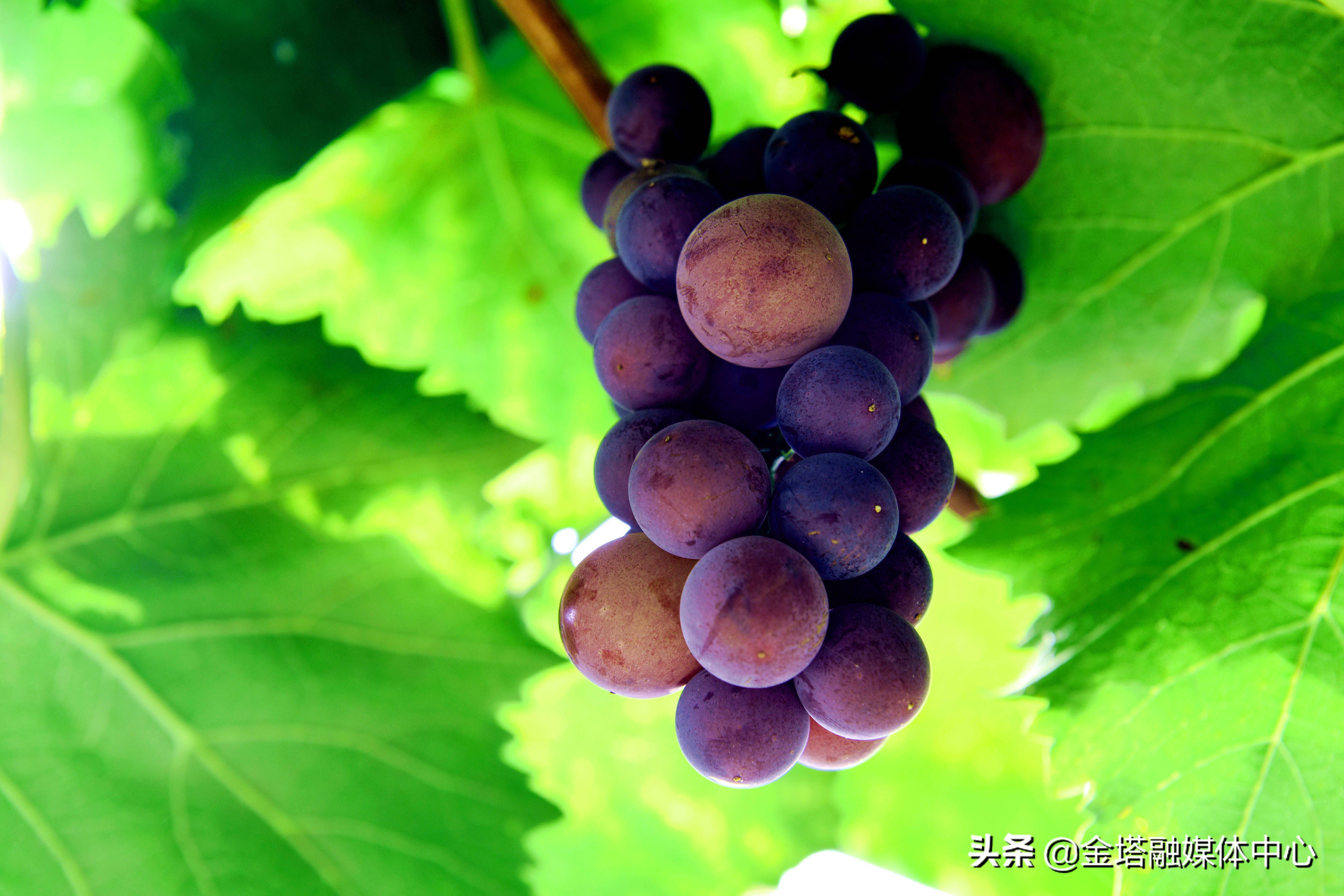 江西永修夏日长葡萄香