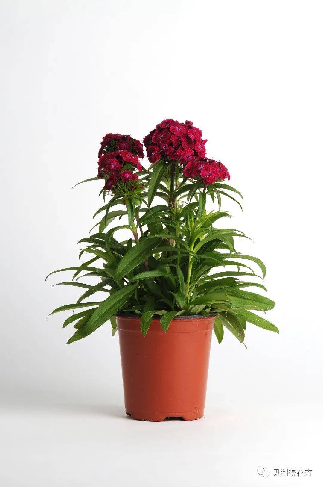 秋播季最全最新的石竹品种送给你上