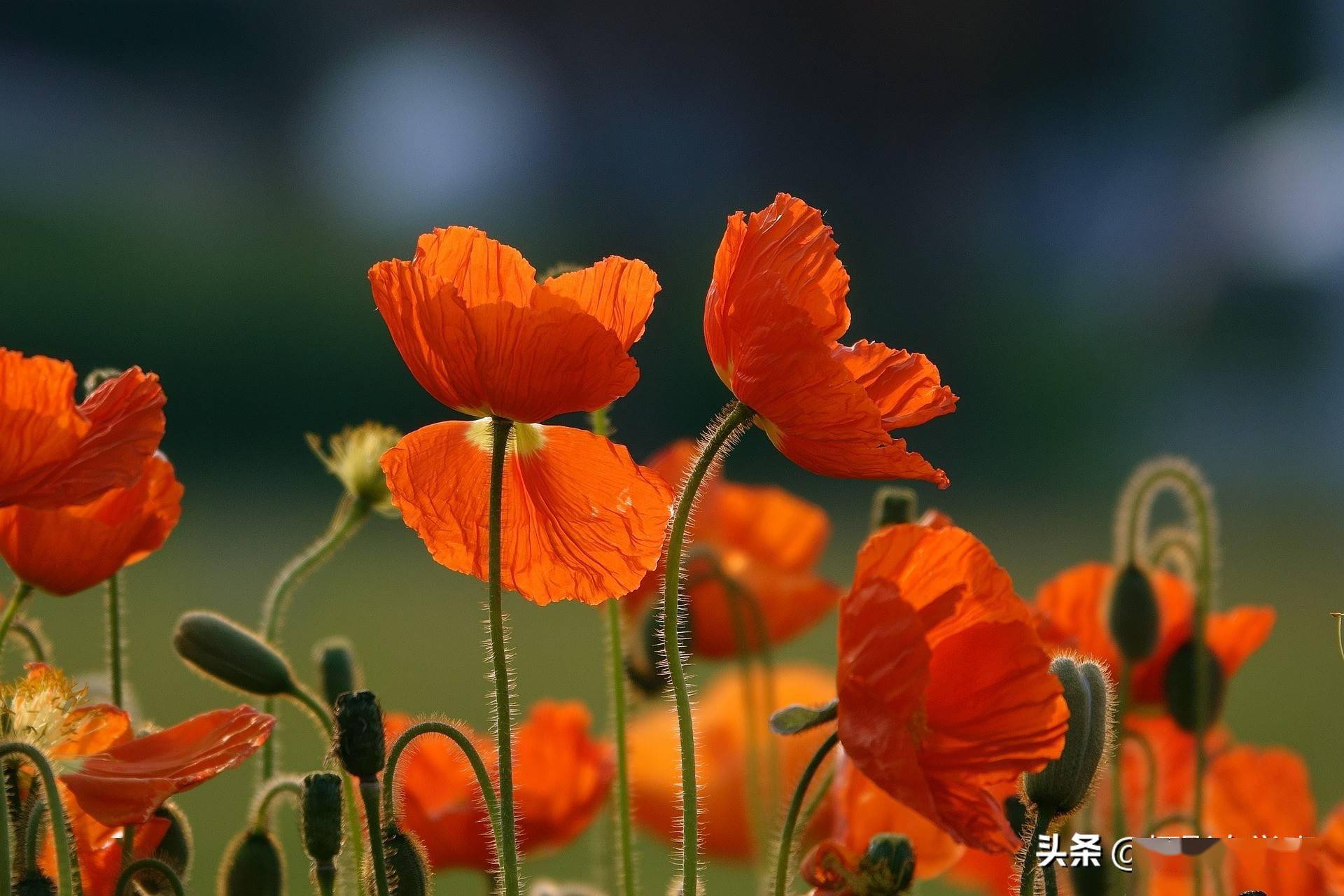 拍花朵的6个技巧，帮你把小花拍成大片，摄影新手也能拍出来照片 