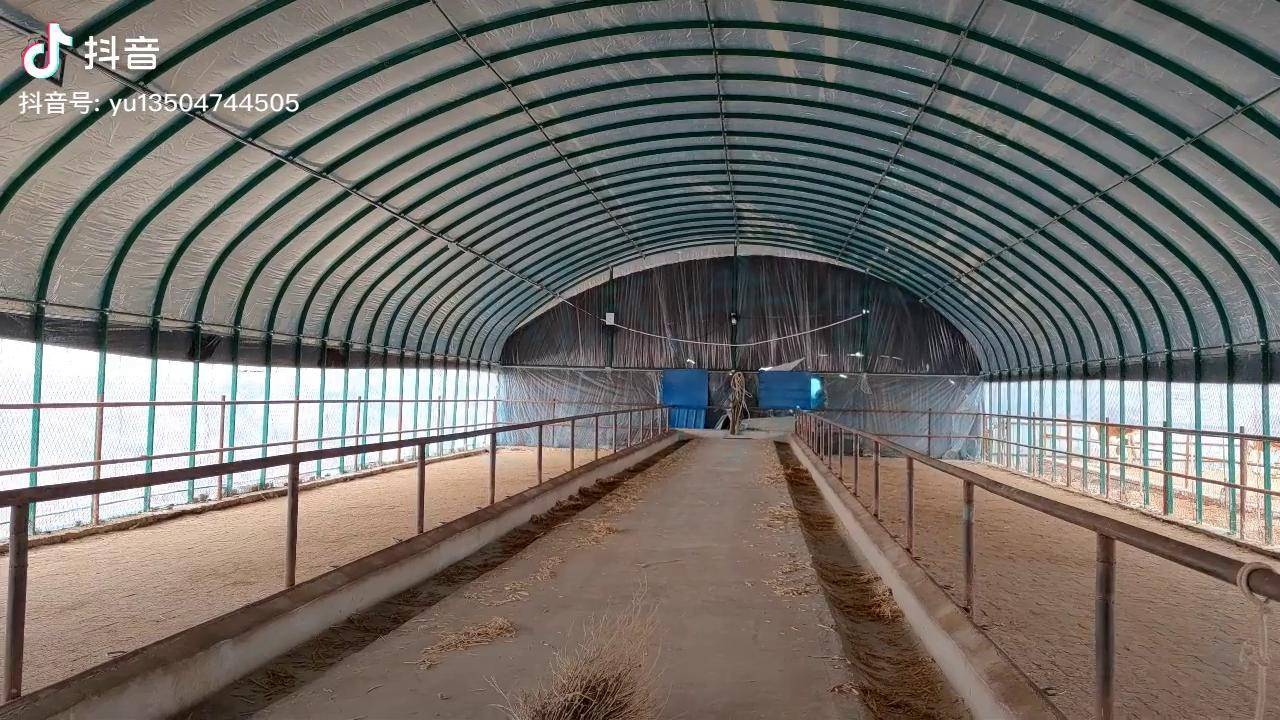 东北地区大棚式养牛圈舍冬季是如何防寒保暖的原来可以这么简单