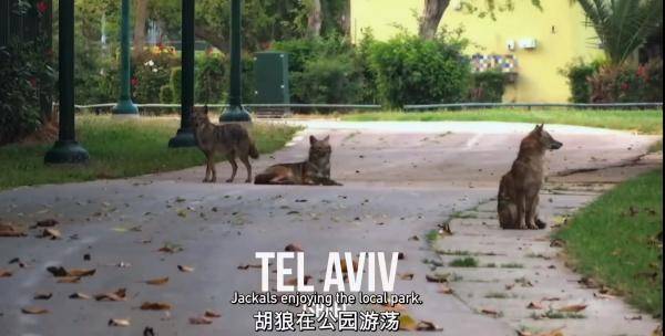 The|把人类关起来,应该是动物们每年的生日愿望吧