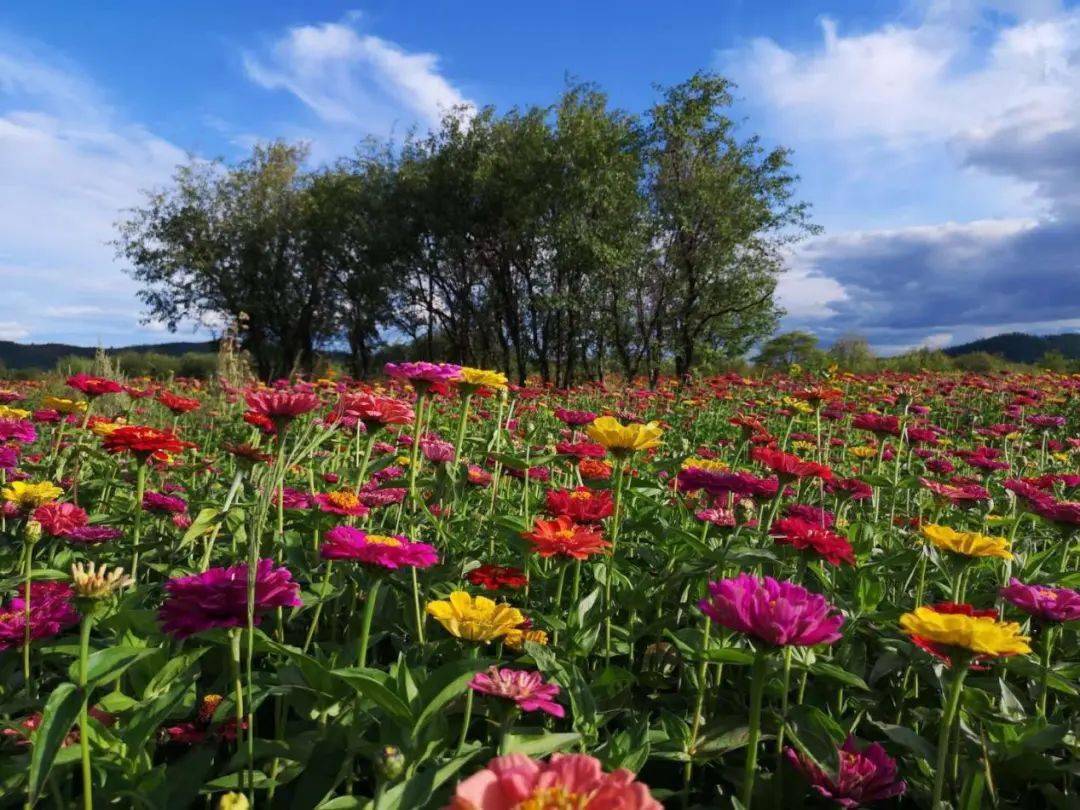 亚洲最美湿地额尔古纳湿地公园