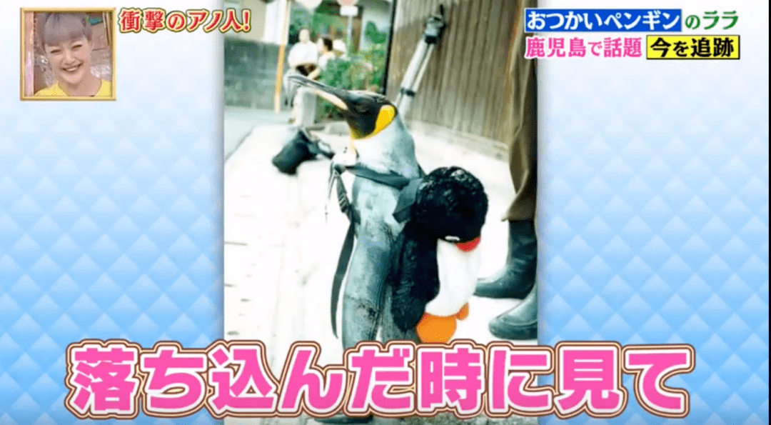 日本最可爱的吉祥物不是熊本熊而是它真实原型曾登教科书封面