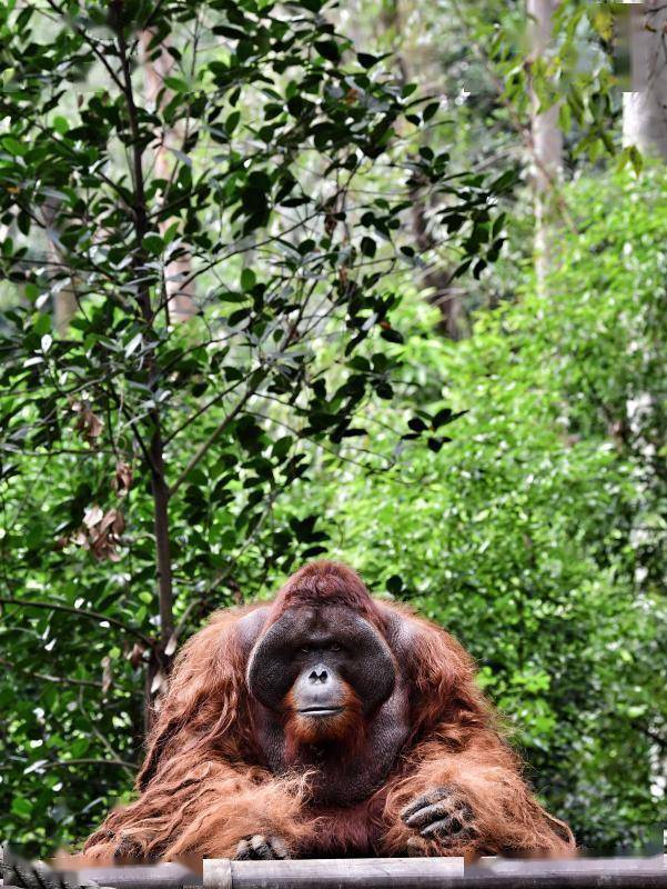 资料显示,在过去的20年里,红毛猩猩失去了80%的栖息地.