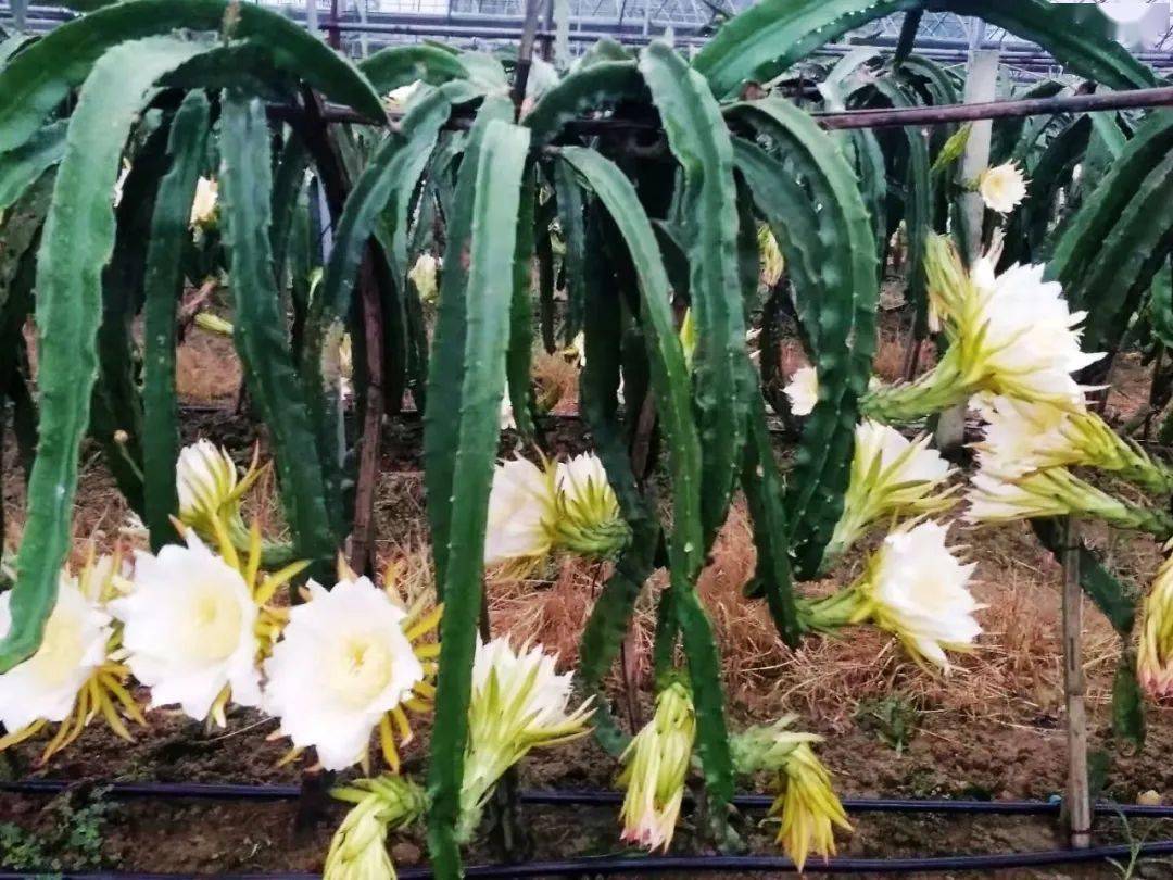 秀山星寨火龙果喜迎丰收等你来摘