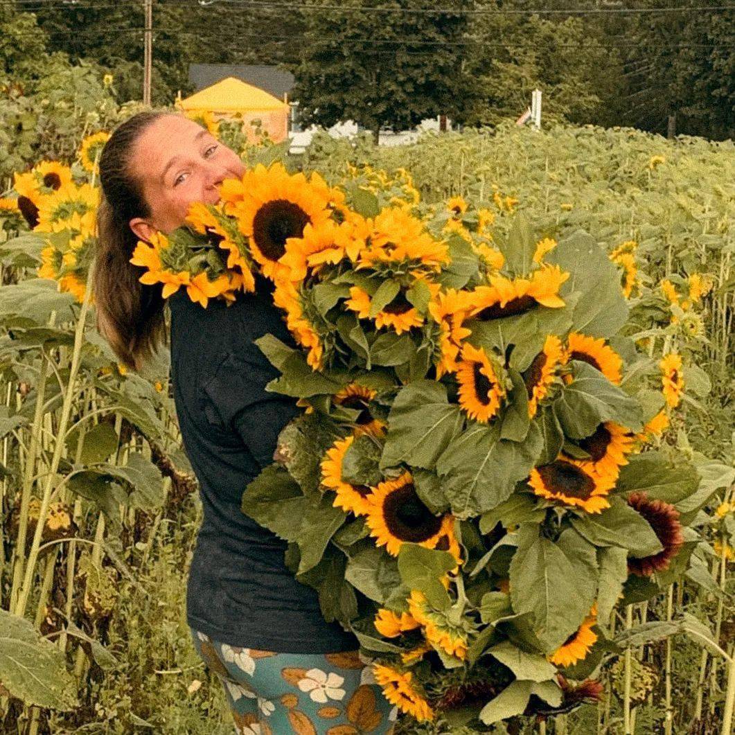 波士顿与秋的距离 还差一片向日葵田 Farm