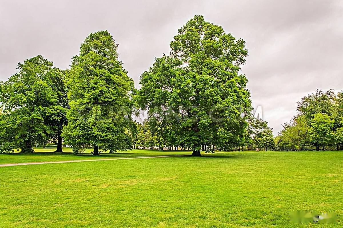 干货 浅析对园林树木施肥的加强认知 肥料