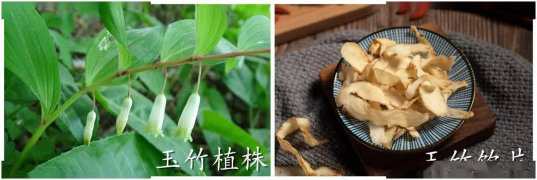 玉竹又名葳蕤,具有养阴润燥之效,还能润泽肌肤