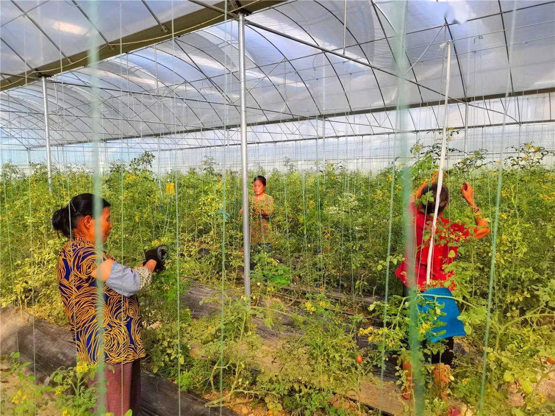 乡村振兴丨黄道乡:圣女果变身乡村振兴"金果果"_种植