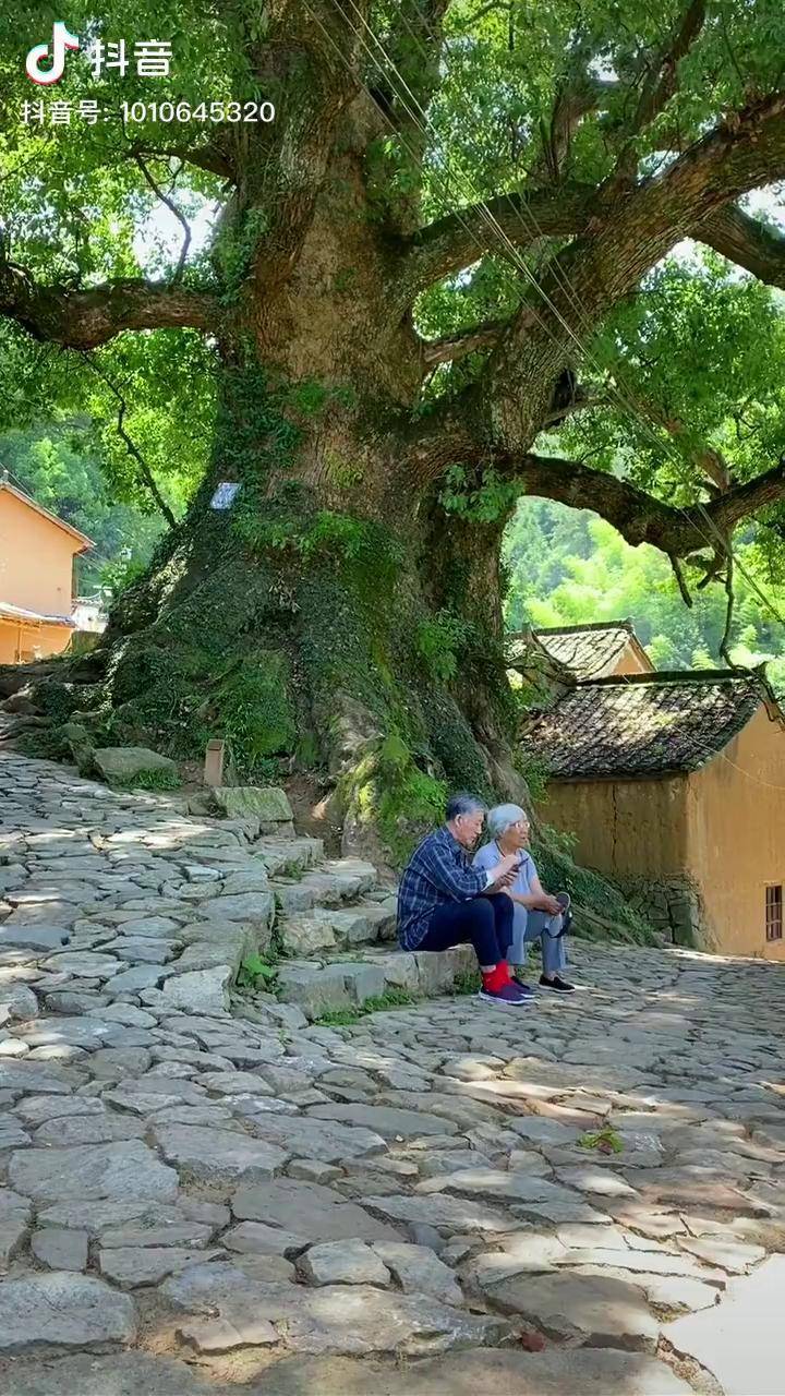 村口夫妻树下暖心的一幕老奶奶累了坐在树荫下等老爷爷老爷爷去村里用