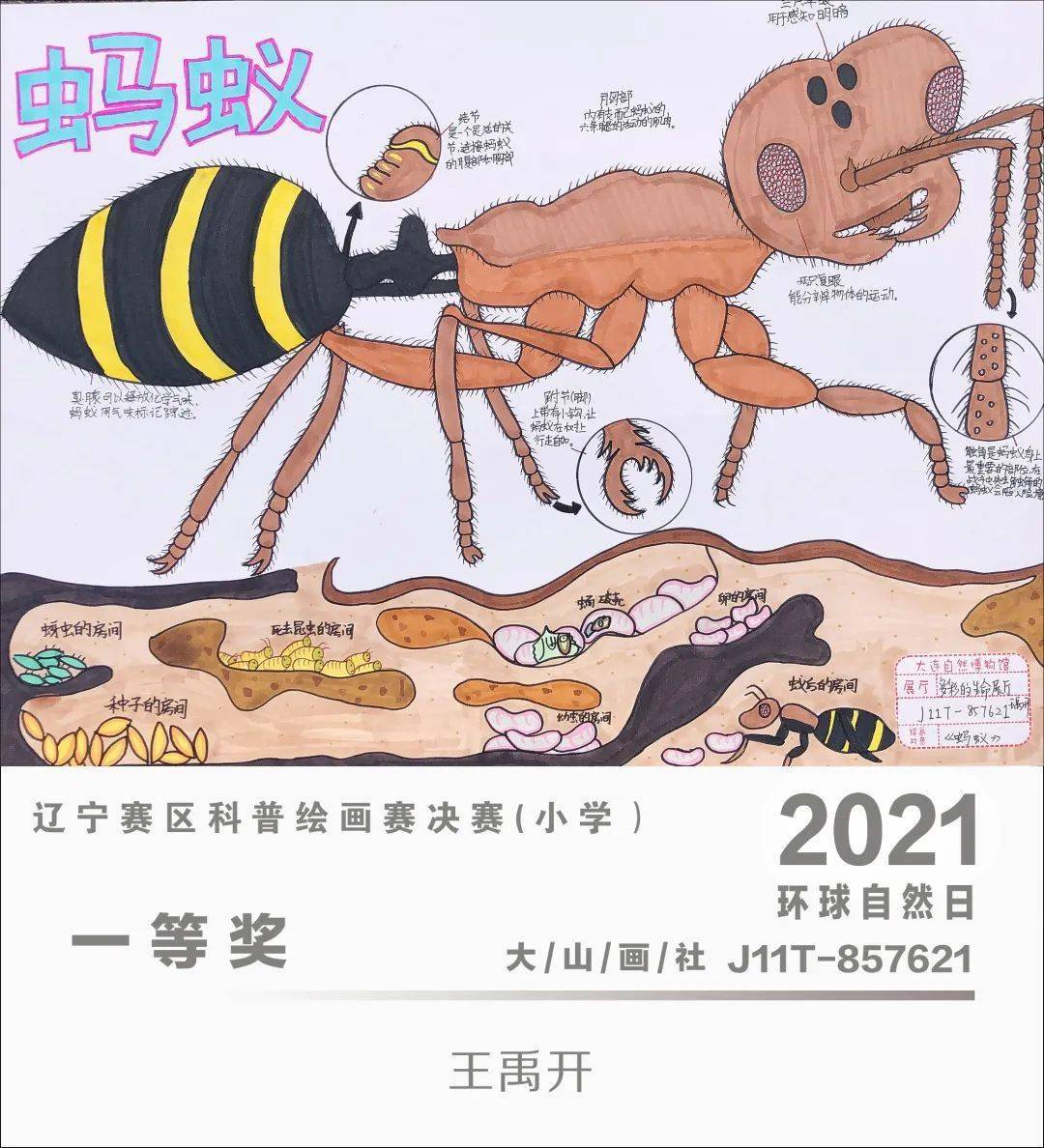 環球自然日2021遼寧賽區科普繪畫賽優秀作品賞析