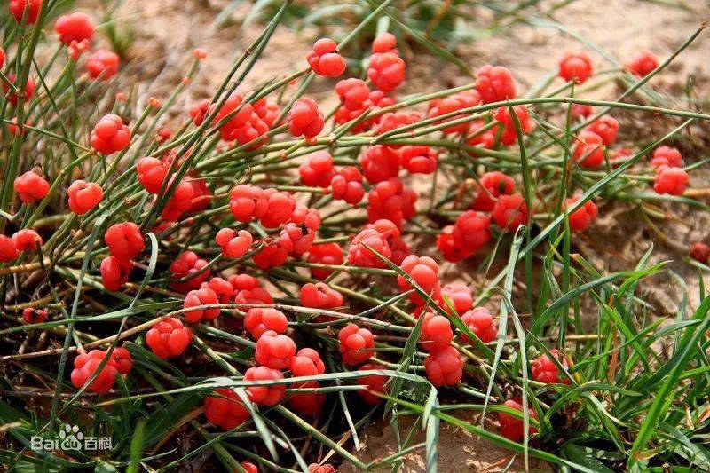 中药小课堂麻黄