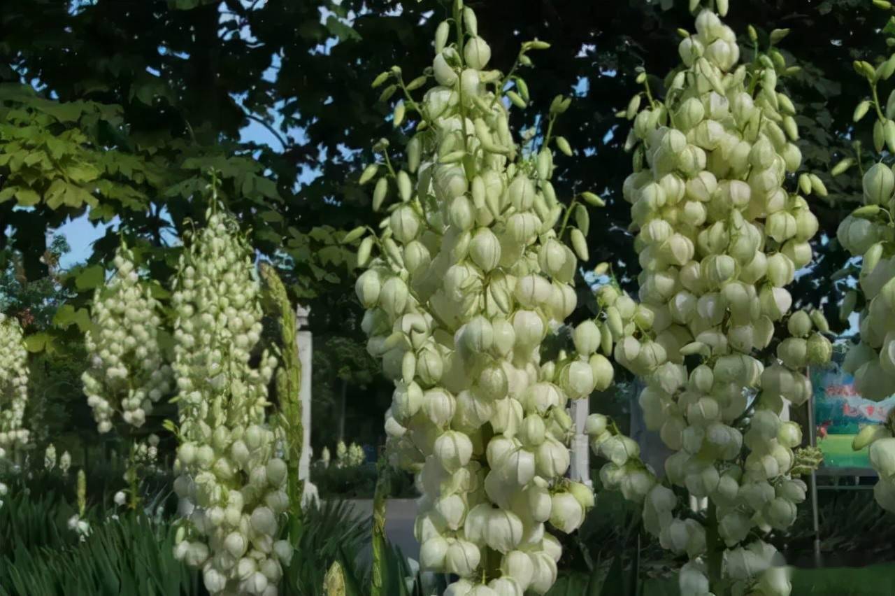 耐盐碱植物大搜罗 常绿植物 地被及其他篇