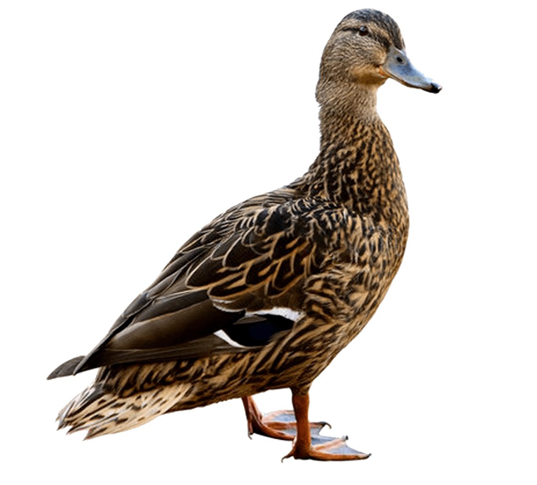 田州古城华府丨全城送活鸭还有更多精彩活动快冲鸭