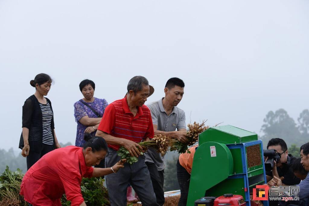 荣县试种新品种花生亩产破1000斤