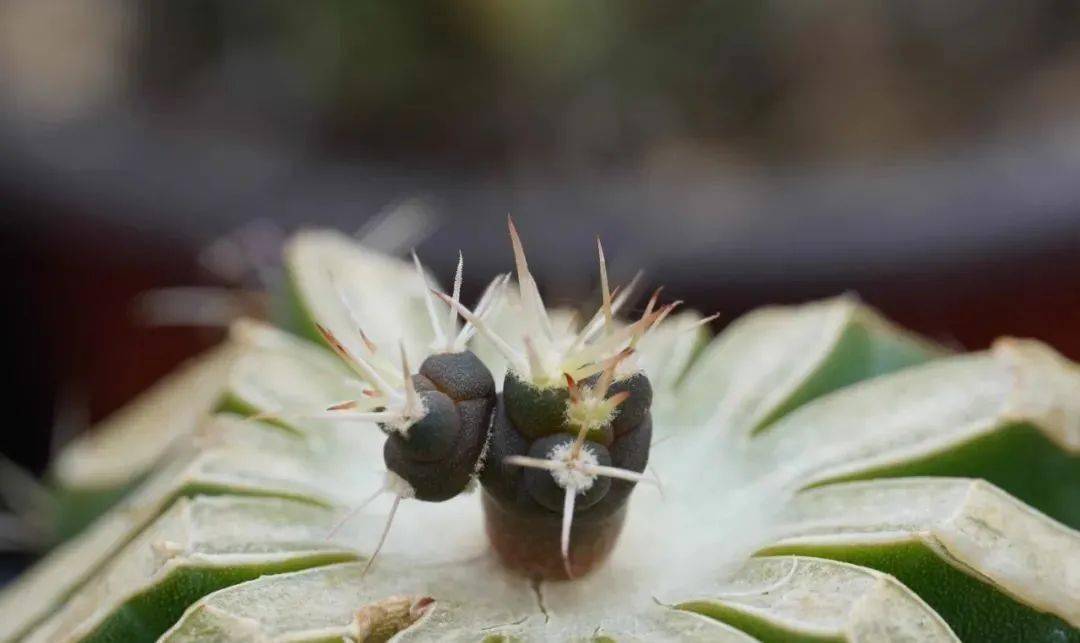 银冠玉种荚↓目测是银冠玉最后一批花了↓今年光照好 新刺都比较